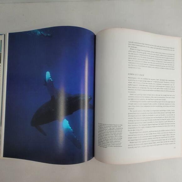 Jacques Cousteau Whales 1986 Hardcover Marine‎ Ocean Life Book Wildlife Photos - Picture 10 of 11